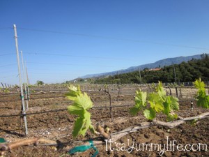 grape vines